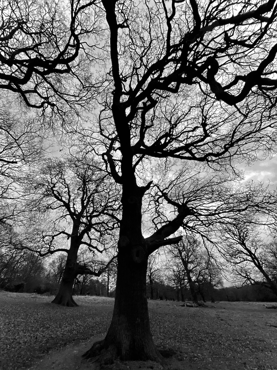 tree