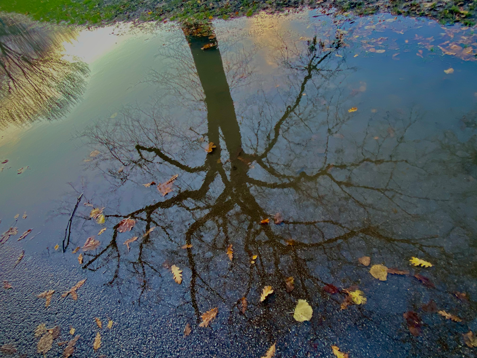 tree reflection