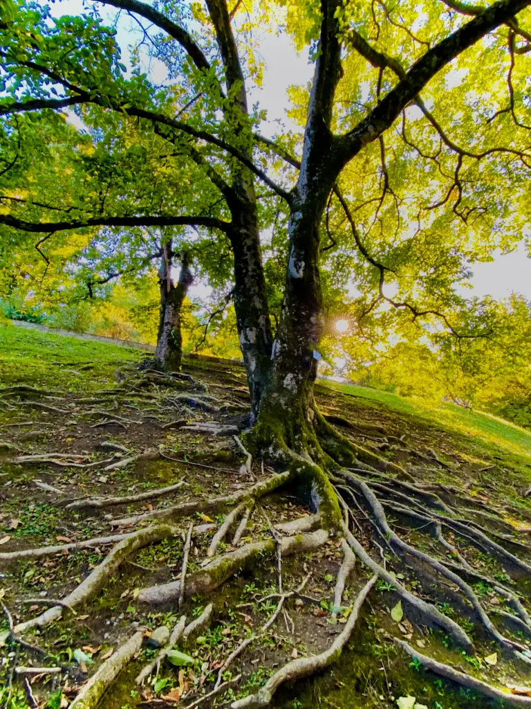 tree