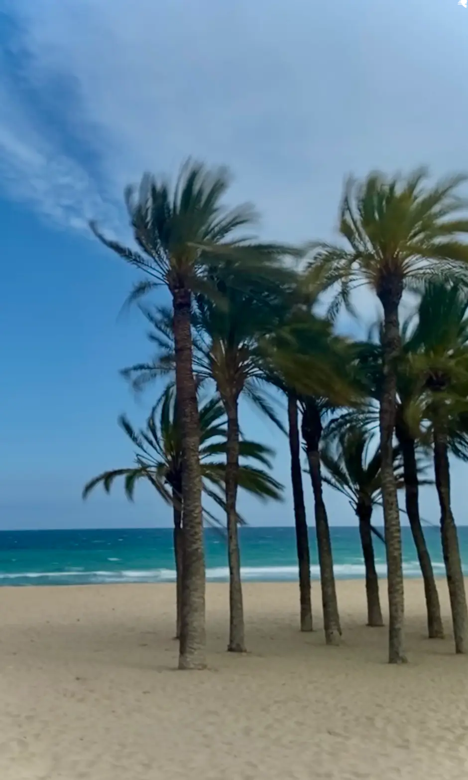 trees beach 2