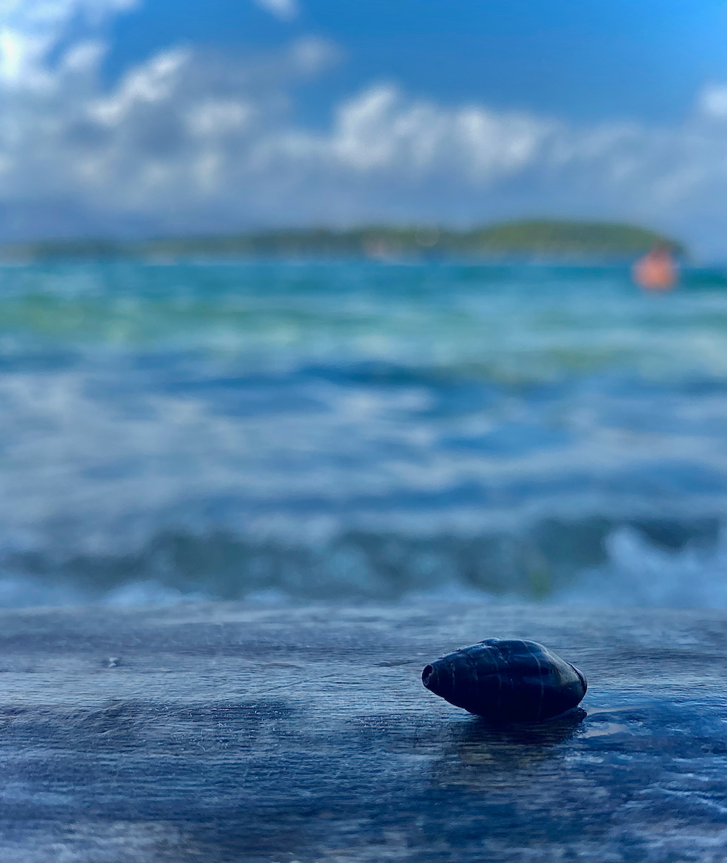 shell