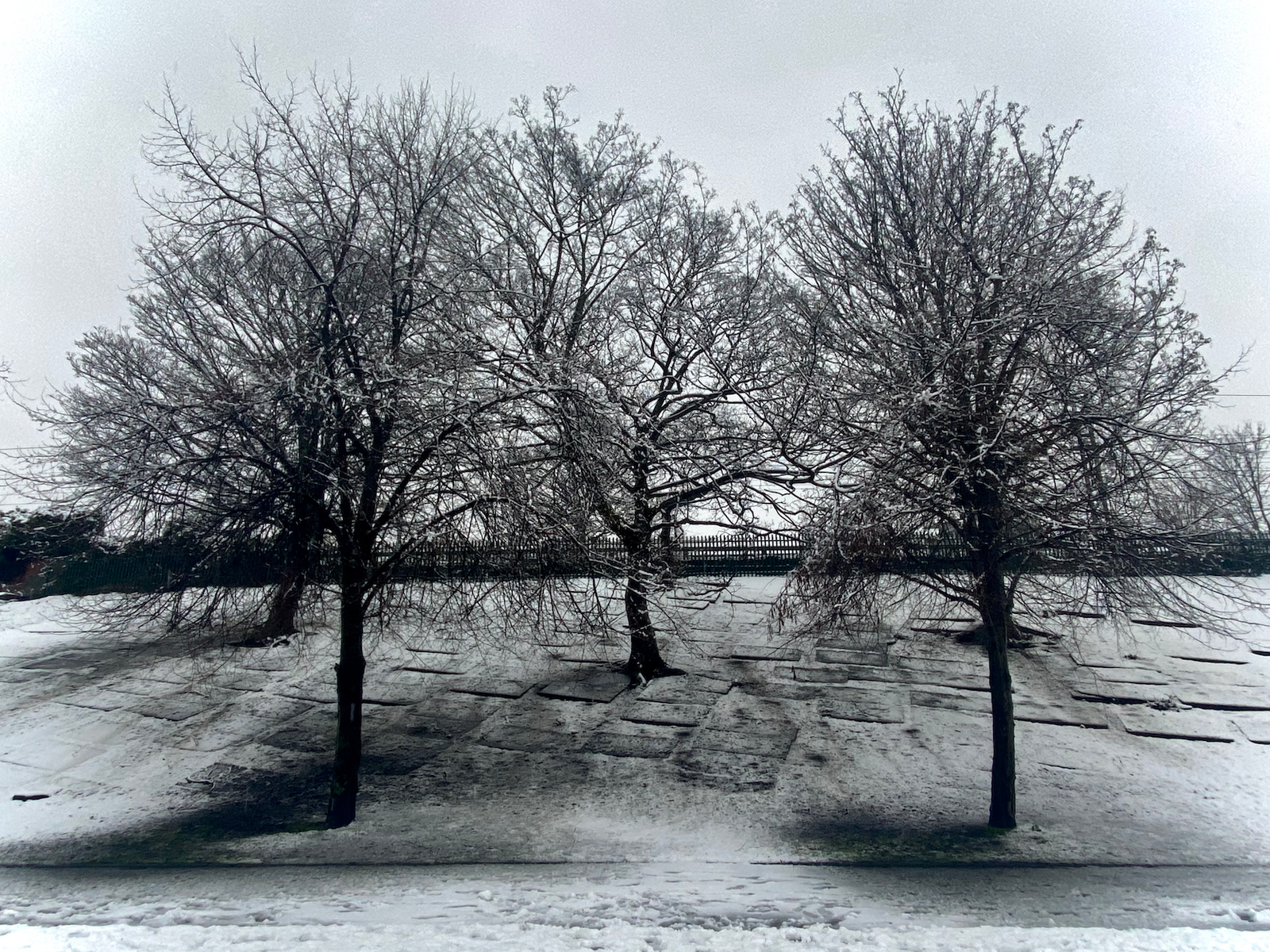 trees